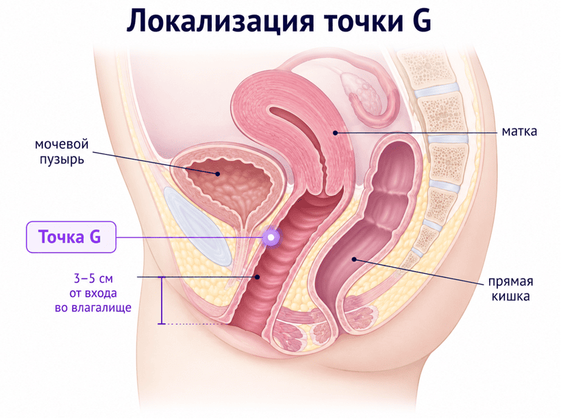 Как проходит аугментация точки G
