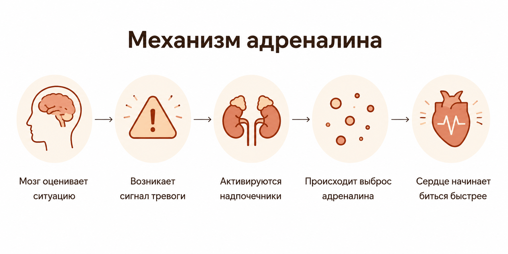 Цепочка короткая: мозг регистрирует угрозу → посылает сигнал надпочечникам → те выбрасывают адреналин → сердце ускоряется, давление растет, мышцы напрягаются.